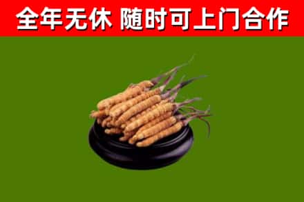 共青城烟酒回收冬虫夏草.jpg