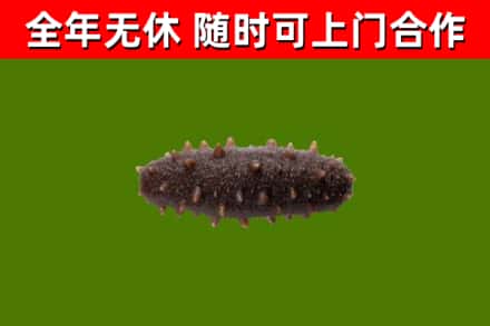 共青城烟酒回收干海参.jpg